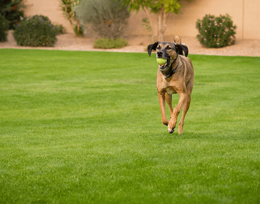 Dogrun & Pets Artificial Grass