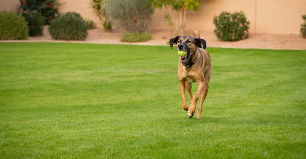 Dogrun Pets artificial-Turf